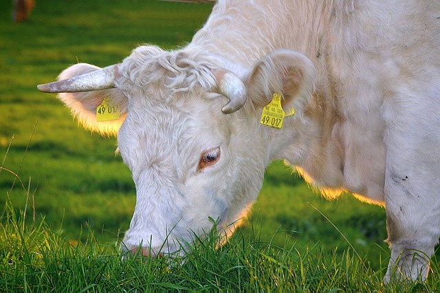 Survey reveals what consumers want from milk